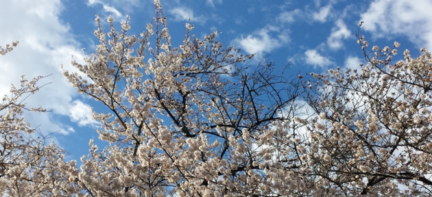 sakura+.jpg